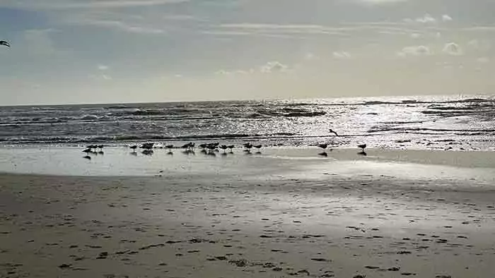Stand mit Meer im Hintergrund und Strandläufern