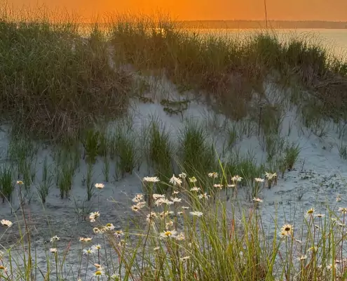 Morgenstimmung in den Dünen Sonnenaufrgang über einer Dünenlandschaft mit Strandhafer und blühenden Margeriten am Meer.