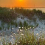 Morning atmosphere in the dunes Morning sky over a dune landscape with beach grass and blooming daisies by the sea