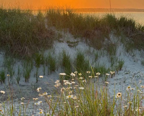 Morning atmosphere in the dunes Morning sky over a dune landscape with beach grass and blooming daisies by the sea