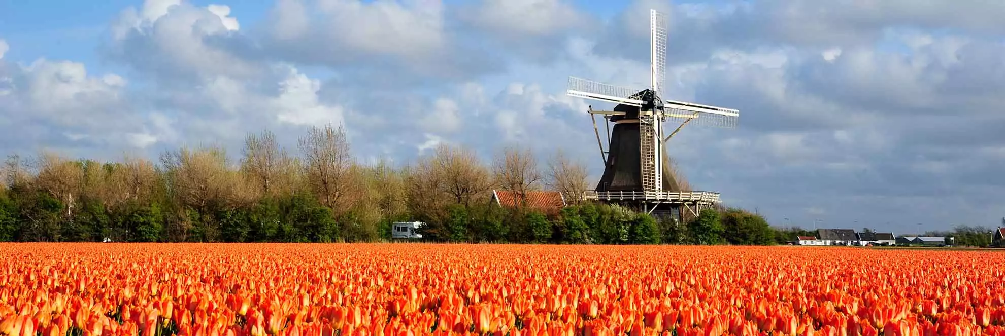 Tulpenfelder und Windmühle bei Julianadorp