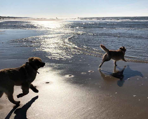 Hunde am Strand von Julianadorp