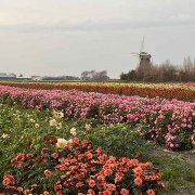 Blumenfelder in Nordholland